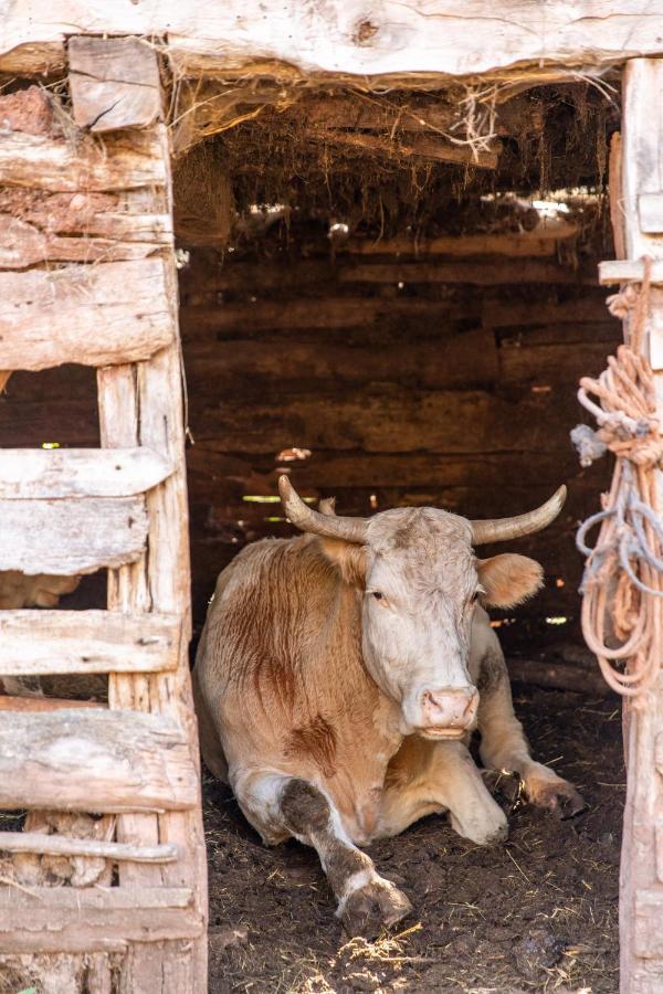 Kuca Stojanovica Topli Do Pirot Buitenkant foto