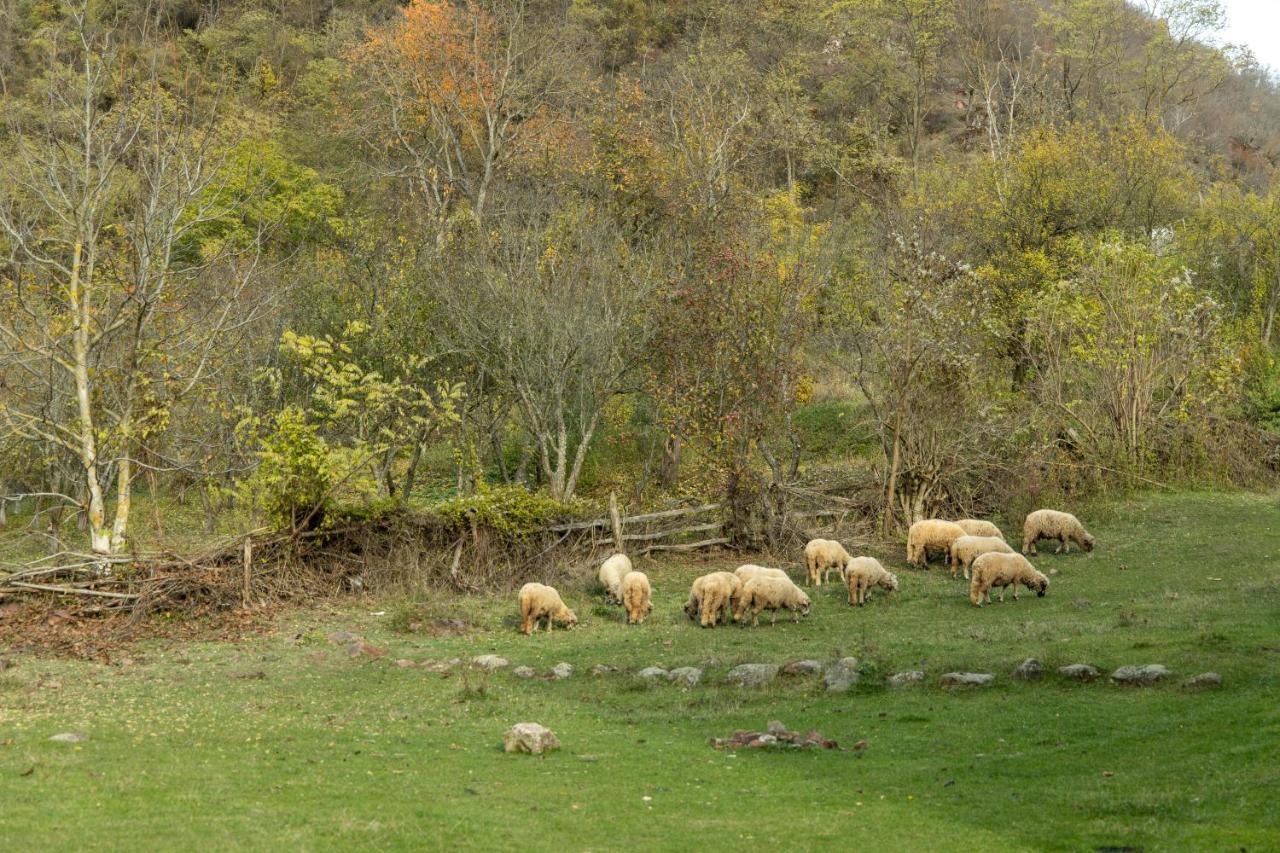 Kuca Stojanovica Topli Do Pirot Buitenkant foto